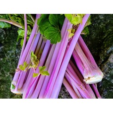 Celery - Chinese Pink Celery